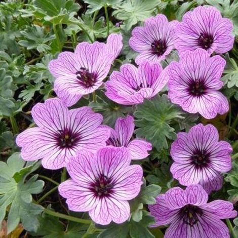 6x Geranium cinereum 'Ballerina' - Géranium cintré - Pot 9x9 cm