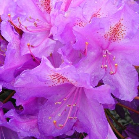 Rhododendron 'Lee's Dark Purple' - 40-50 cm pot (1/4)