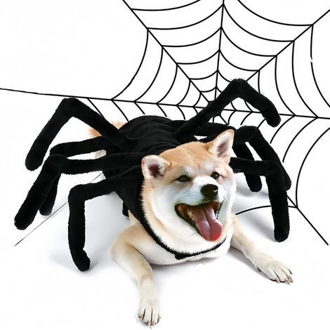 Halloween-Spinnenkostüm für Hunde und Katzen (1/4)