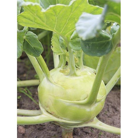 Chou-rave 'Superschmelz' le sachet de 125 graines (0,5g) (1/2)