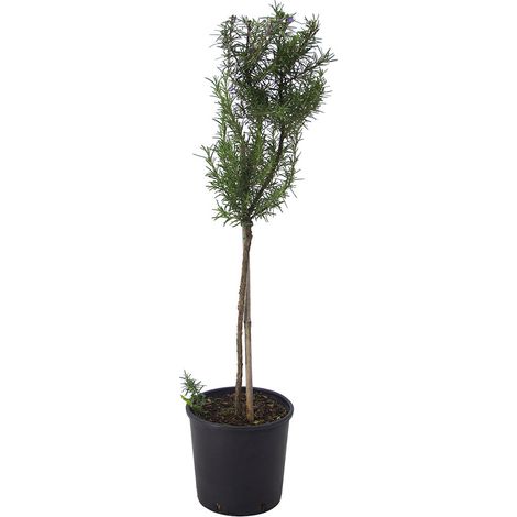 Rosmarinus officinalis semi prostratus cv. "Super blu" ALBERETTO - rosmarino semi prostrato fiori blu - vaso 18 cm (1/3)
