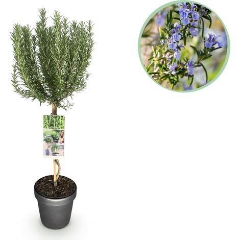 Romarin sur Tige Rosmarinus officinalis Plante Aromatique Persistante Pot 19cm Hauteur 90cm - PANGIVO (1/5)