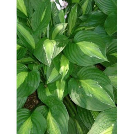 Hosta 'Striptease' Godet de 8/9 cm (1/3)