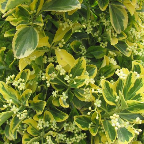 Fusain du Japon 'Ovatus Aureus' - 20-30 cm pot