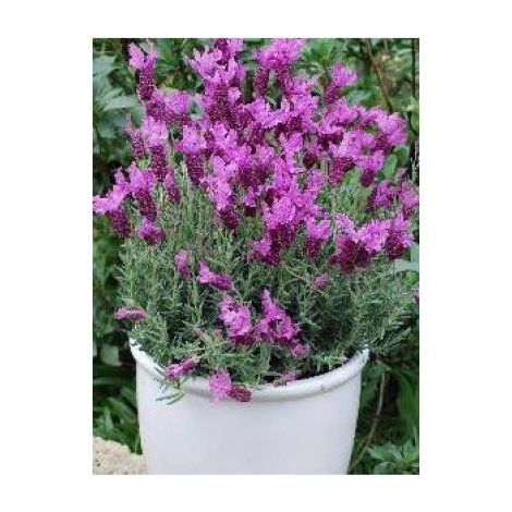 Lavande à toupet 'The Princess® Lavender 'ib910-2' ' Godet de 8/9 cm (1/2)