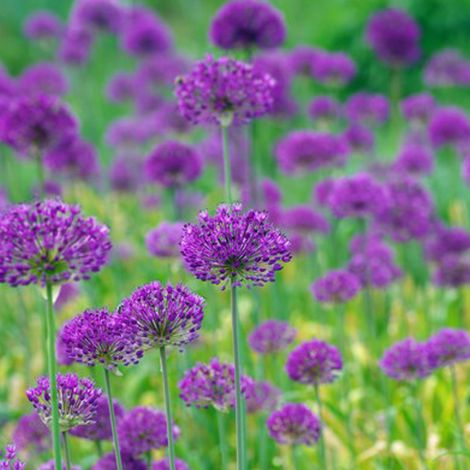 4 x Ail d'ornement - Allium 'Purple Sensation' - godet 9x9 cm