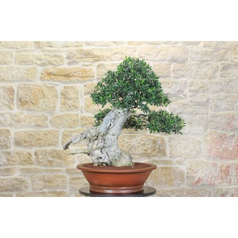 Bonsai di Olivo (159) (1/5)