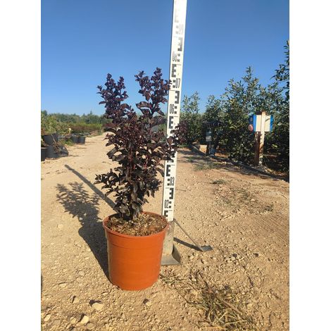 LAGERSTROEMIA BLACK DIAMOND VASO 24 h 70CM