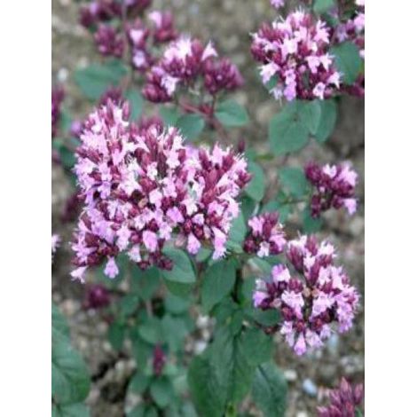 Origan 'Rosenkuppel' Godet de 8/9 cm