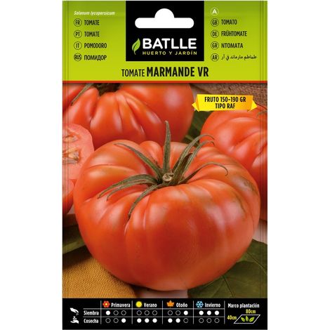 TOMATE MARMANDE VR.HOLANDA SOBRE