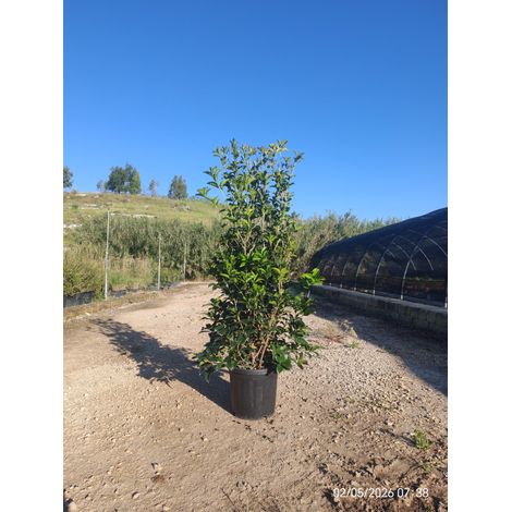 OSMANTHUS AQUIFOLIUM CESP.30