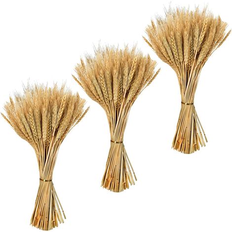 300pcs Fleurs De Blé Séchées Naturel Bouquet Fleurs Séchées Épis de Blés (1/5)