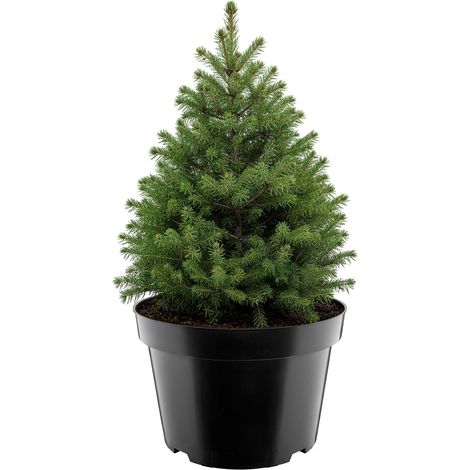 Garronda Pot de Pépinière Rond en Plastique Ø38 x 25 cm (20L) - Pot Semis Robuste avec Drainage Repiquage Pot de Fleur et Culture pour Serre Horticulture Jardin Intérieur Extérieur GD-0202