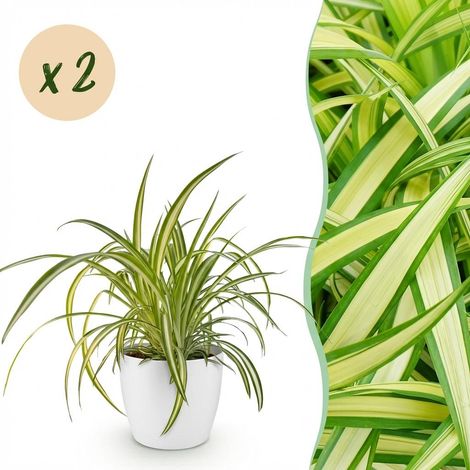 Lot de 2 Chlorophytum comosum Variegatum Plante Araignée Panachée en Pot Blanc 12cm Hauteur 20cm - PANGIVO (1/5)