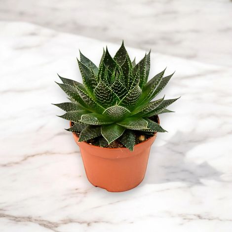 Gardenaria Aloe aristata 'Safari Ami' - Pianta da interno ornamentale - Altezza: 15 cm (vaso 10) (1/5)