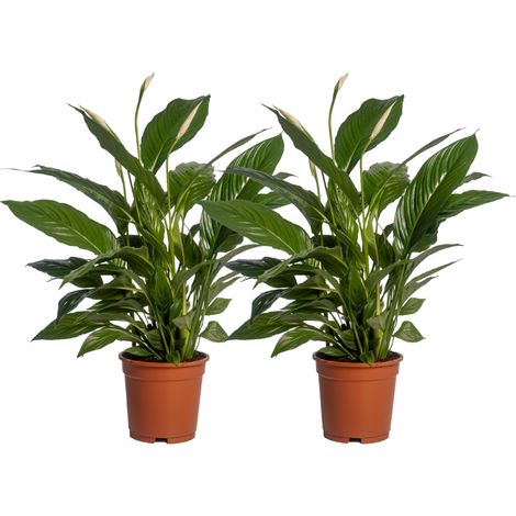 Spathiphyllum Vivaldi Lot de 2 - Plante d'Intérieur Fleur de Lune - Pot Ø17cm - Hauteur 70cm - PANGIVO