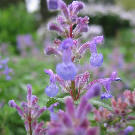4 x Chataire mussinii - Nepeta mussinii  - godet 9x9 cm