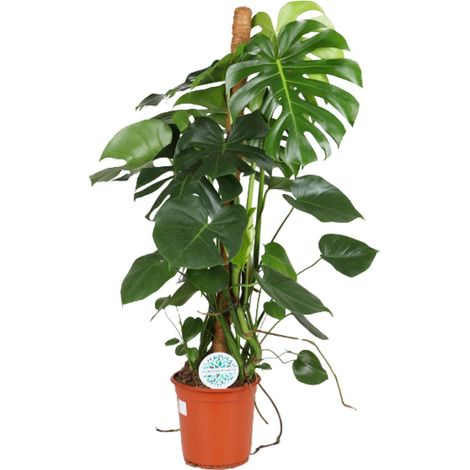 Monstera Deliciosa - Plante Verte d'Intérieur à Grandes Feuilles Découpées - 105 cm - Pot Ø24 cm - PANGIVO (1/4)