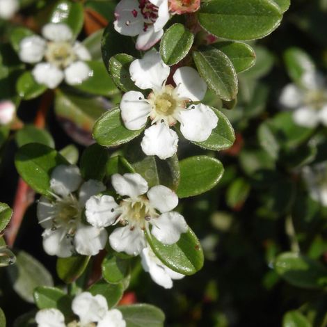 Cotoneaster rampant Eichholz no 1, Cotonéaster/Pot de 3L - 20/40 cm