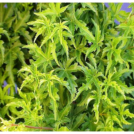 Érable du Japon  - Acer palmatum 'Shishigashira'  - 25-30 cm pot (1/5)