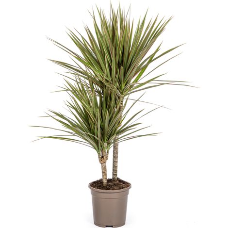 Dracaena Marginata Bicolor - Dragonnier Plante d'Intérieur - Feuillage Vert et Rouge - Ø17cm H50-70cm - PANGIVO (1/4)
