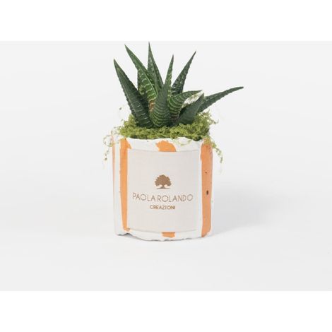 Plante grasse en pot décoratif en ciment Millerighe - Orange