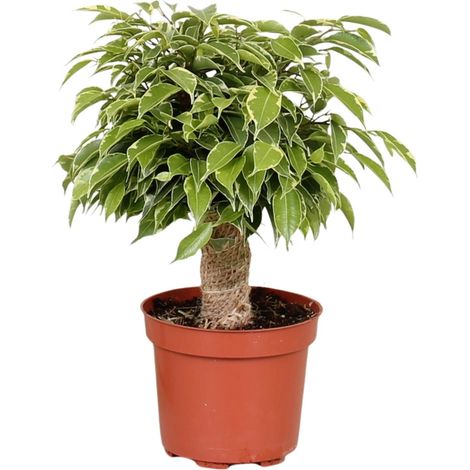 Plante Verte Ficus Benjamina Kinky pour Décoration Intérieure - Pot Ø 12 cm - Hauteur 28 cm - PANGIVO (1/4)