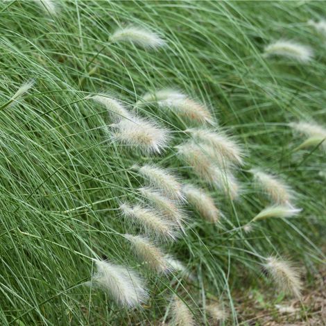 Herbe aux écouvillons à longues queues White Lancer' - Pennisetum macrourum White Lancer' pot 2L
