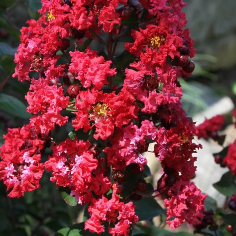 Lilas des Indes Double Dynamite, Lagerstroemia/Pot de 7,5 Litres - 1/4 tige