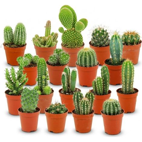 Lot de 18 Mini Cactus Variés, Plantes d'Intérieur Faciles d'Entretien, Ø 5,5 cm, Hauteur 5-10 cm - PANGIVO (1/4)