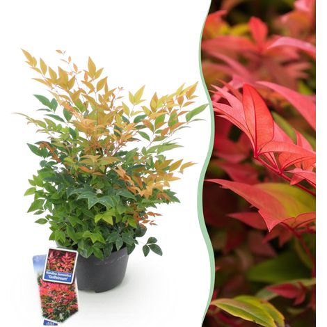 Nandina Gulfstream Bambou Sacré Arbuste Persistant Orange et Vert Jardin et Balcon Pot 17cm 45cm - PANGIVO (1/5)