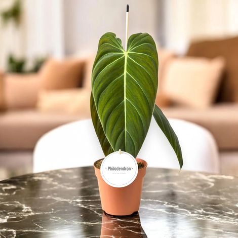 Gardenaria Philodendron melanochrysum - Pianta da interno ornamentale - Altezza: 50 cm (vaso 12) (1/5)