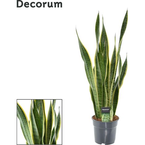 Sansevieria Laurentii XL - Plante d'Intérieur Facile d'Entretien - Pot Ø17cm - Hauteur 70cm - PANGIVO