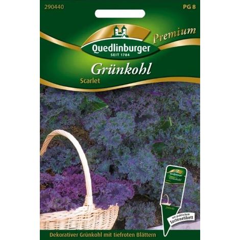 Quedlinburger Grünkohl Scarlet - Gemüsesamen (1/2)