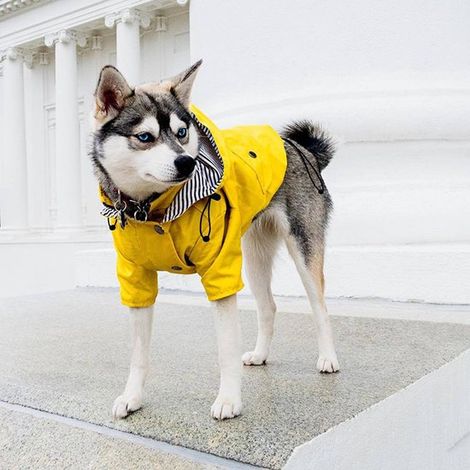 Impermeable para perros con botones y cremallera reflectantes, resistente al agua y viento, cordón ajustable, capucha desmontable, color amarillo (1/5)