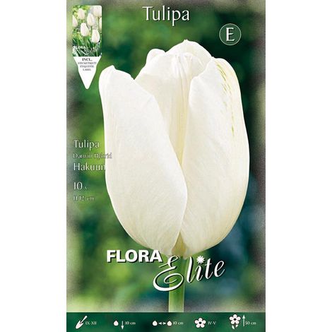 TULIPANO DARWIN HAKUUN (CONFEZIONE DA 10 BULBI)