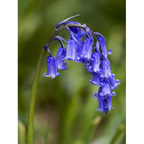 Jacinthe des bois Bulbe calibre 7+ (par 10) (1/2)