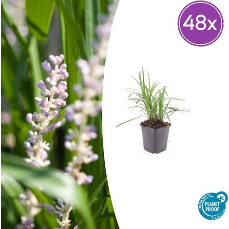 Lot de 48 Liriope muscari 'Monroe White' Plante Couvre-sol Persistante Fleurs Blanches 10-25cm Ø9cm - PANGIVO (1/5)