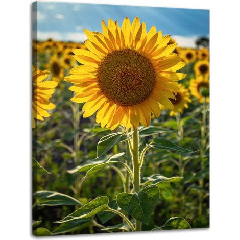 Leinwanddruck Botanik Sonnenblumenfeld 30x40