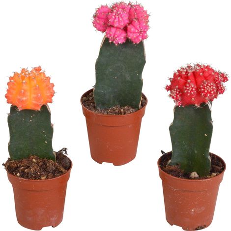 Lot de 3 Cactus Greffés Gymnocalycium mihanovichii Multicolores, Plantes Grasses, Pot de 5,5 cm - PANGIVO (1/5)