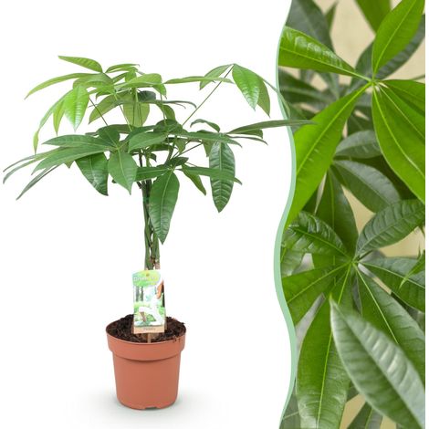 Pachira Aquatica Arbre à monnaie Plante d'intérieur Tige tressée Hauteur 60-70 cm Pot Ø 17 cm - PANGIVO (1/5)