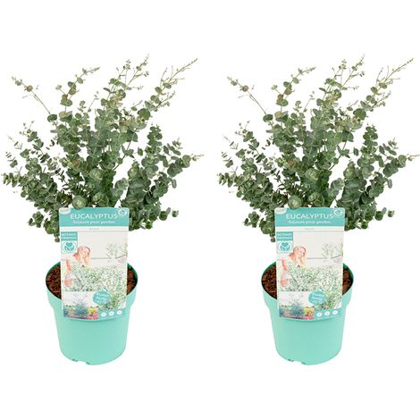 Bloomique – Lot de 2 – Eucalyptus Gunnii Azura – Eucalyptus – Plantes de jardin – Rustique – 40-60 cm de haut – Pot 19 cm (1/5)