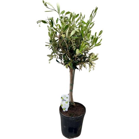 Olivier Olea - Plante Méditerranéenne Décorative pour Jardin et Salon - Ø15 cm - Hauteur 60 cm - PANGIVO
