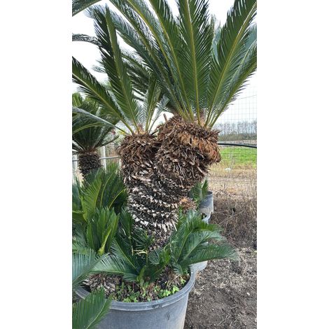 CYCAS REVOLUTA 2 TESTE H 110 CM DI TRONCO  ESEMPLARE CICAS FOTO REALE