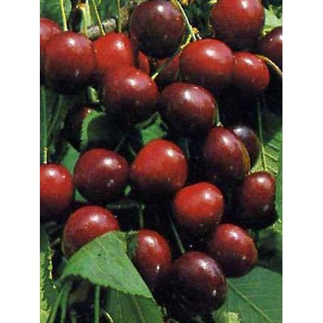 Cerisier 'Burlat' Pot de 7,5L/10L, Demi-Tige, Demi-tige