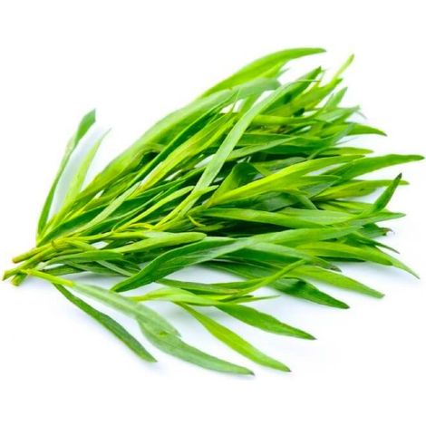 Estragon (Artemisia Dracunculus)