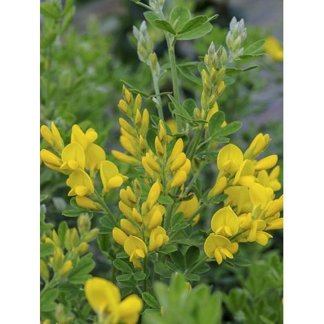 Genêt 'Porlock' Pot de 2L/3L (1/2)