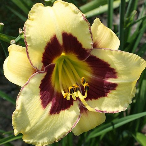 4 x Lis d'un jour - Hemerocallis 'El Desperado' - godet 9x9 cm (1/5)