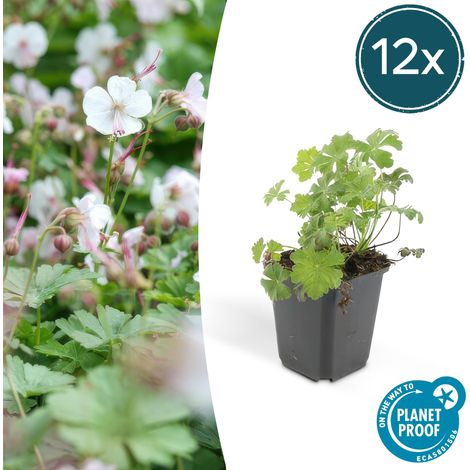Lot de 12 Géraniums vivaces 'Biokovo' Couvre-sol Fleurs Blanc-rosé Pot Ø 9 cm 10-25 cm - PANGIVO (1/5)