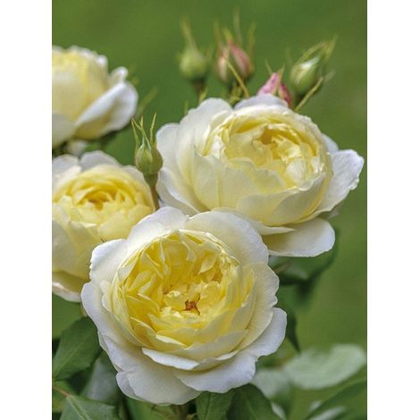 Rosier anglais 'Vanessa Bell ' Pot de 4L/5L (1/4)